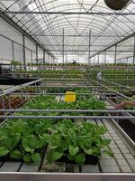 groene planten met veel andere planten in een bijzondere tuin foto