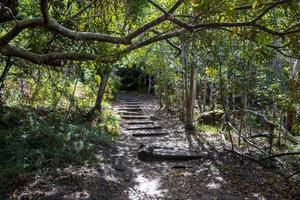 trail wandelpad in bos van kirstenbosch nationale botanische tuin. foto