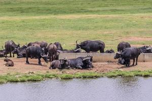 grote vijf Afrikaanse Kaapse buffels, Kruger National Park Zuid-Afrika. foto