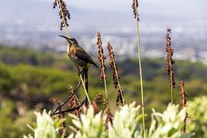 Kaapse suikervogel zittend op planten bloemen, kirstenbosch nationale botanische tuin.