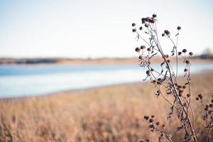 gedroogde plant leunend naar de zon met zaden aan de uiteinden geplakt die uitstaken over de vergeelde grassen van het moerasland. rivierbedding gezien in de horizon. foto