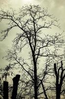 kale boom silhouet tegen de hemel. bladloze boom. foto