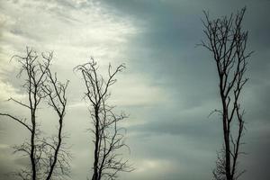 kale boom silhouet tegen de hemel. bladloze boom. foto