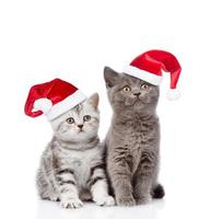 twee baby kittens in rode kerstmutsen opzoeken. geïsoleerd op witte achtergrond foto