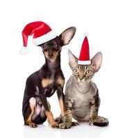 devon rex kat en toy-terrier puppy zitten samen in rode kerstmutsen. geïsoleerd op witte achtergrond