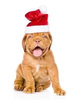 bordeaux puppy hondje in rode kerstmuts zit vooraan. geïsoleerd op witte achtergrond foto