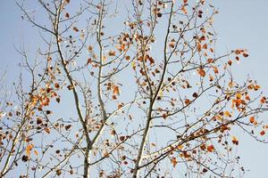 mooie herfstbladeren achtergrond. droge bladerenachtergrond in de herfst. foto