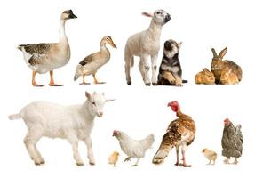 dieren achtergrond afbeelding van hoge kwaliteit en collectie dieren
