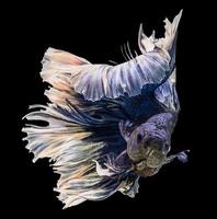 actie van paarse siamese kempvissen foto