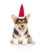 gelukkig pembroke welsh corgi puppy in rode kerstmuts. geïsoleerd op witte achtergrond foto