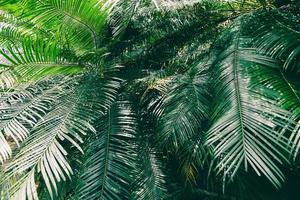 plam laat een natuurlijk groen patroon achter op een donkere achtergrond - blad mooi in de jungle van de tropische bosplant foto