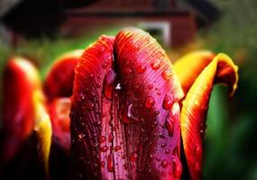 tulpen in de regenachtige dag foto