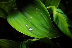 groene planten in de botanische tuin in de regenachtige dag foto