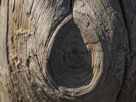 houten achtergrond. droge boom foto
