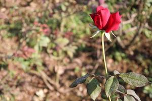 mooie rood gekleurde roos close-up in boerderij foto