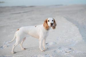 witte vrolijke jonge hond spaniël foto