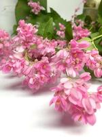 koraalwijnstok of antigonon leptopus haak bloem close-up op wit foto