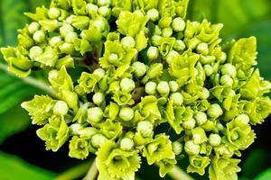 bovenaanzicht close-up van een groene wolfsmelkplant foto