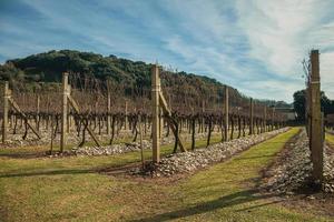 landschap met enkele rijen bladloze wijnstokken en takken in de winter in de buurt van bento goncalves. een vriendelijk plattelandsstadje in Zuid-Brazilië, beroemd om zijn wijnproductie.