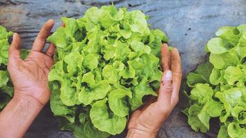 hand tuinman vrouw aziatisch. groentesalades verzorgen groene eik in de tuin op de kwekerij. foto