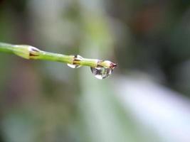 close-up van waterdruppels op blad, achtergrond wazig foto