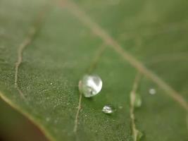 close-up van druppeltjes op groen blad met onscherpe achtergrond foto