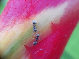 close-up van zwarte mieren foto