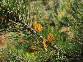 pijnboomtakjes op de achtergrond van het herfstbos. het gebladerte van groenblijvende bomen op de voorgrond. herfstlandschappen in wit-rusland. foto