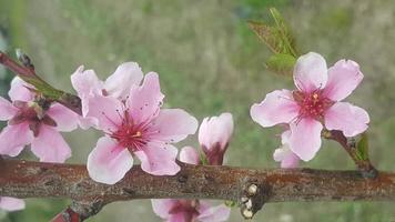 perzikbloesemboom, roze lentebloem foto