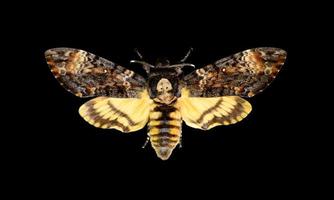 Afrikaanse doodskop hawkmoth foto