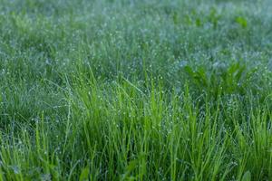 groene grasstengels met waterdruppels foto