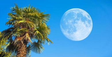 palmboom met maan foto