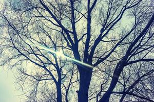 de lucht stormt in de bomen foto