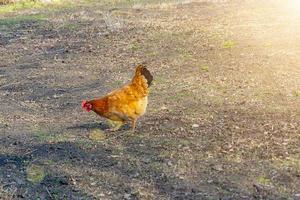 kippen lopen in de tuin foto