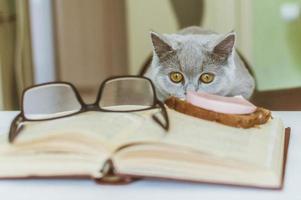 Britse kleine kitten nieuwsgierig kruipt op een tafel met een boek bij een maaltijd, wat zou een worst stelen? foto