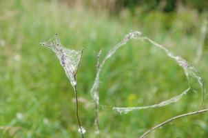 dode droge plant in een spinnenweb op een achtergrond van groen foto