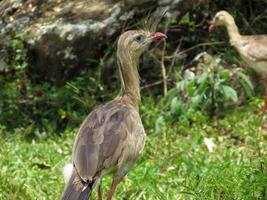 seriema typische vogel van brazilië cerrados foto