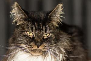 maine coon kat kijkt in de camera met donkere achtergrond foto