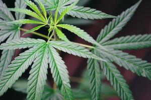 cannabisbladeren marihuana plant boom groeit op donkere achtergrond - hennepblad voor extract medische gezondheidszorg natuurlijke selectieve focus