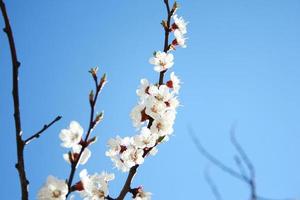 kersenbloesem. bloei van abrikozenbloemen. lente bloemen foto