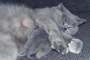 moeder een kat ligt bij een kitten foto