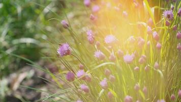 natuurlijke achtergrond met bloemen en een bij foto