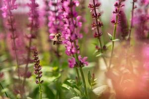 gevleugelde bij vliegt langzaam naar de plant, verzamel nectar voor honing op privé bijenstal van bloem foto