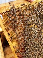 gevleugelde bij vliegt langzaam naar honingraat en verzamelt nectar voor honing op privé bijenstal foto