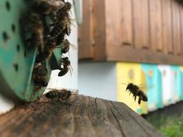 gevleugelde bij vliegt langzaam naar bijenkorf en verzamelt nectar voor honing