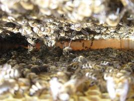 gevleugelde bij vliegt langzaam naar bijenkorf en verzamelt nectar op privébijenstal foto