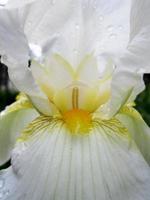 wilde schoonheidsbloem met nectar in bloei foto