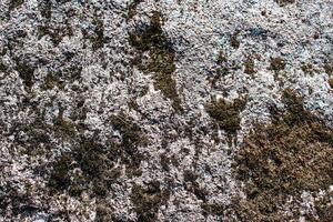 zee rock natuur getextureerde groene blad textuur. blad textuur achtergrond achtergrond van buiten platteland op background foto