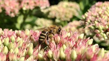 gevleugelde bij vliegt langzaam naar de plant, verzamel nectar voor honing op privé bijenstal van bloem foto