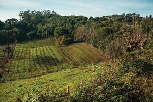 landelijk landschap met wijngaarden die de heuvel opgaan en bossen in een bewolkte dag in de buurt van bento goncalves. een vriendelijk plattelandsstadje in Zuid-Brazilië, beroemd om zijn wijnproductie.